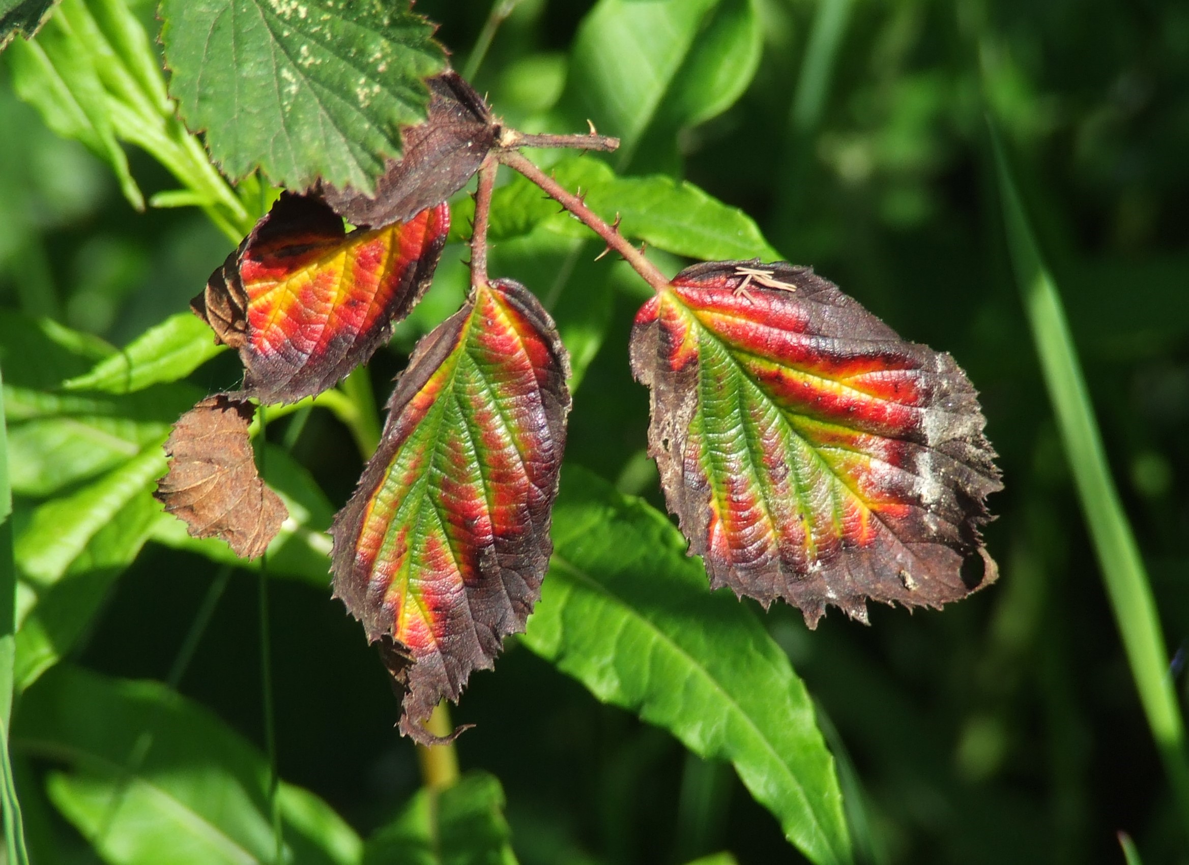 AUTUMN LEAVES Bill Bagley Photography